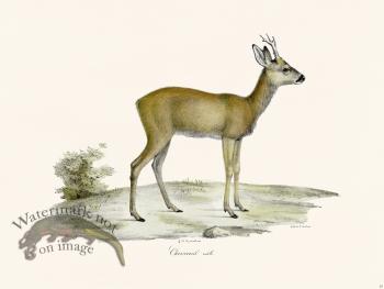 Cuvier 029 Deer Male